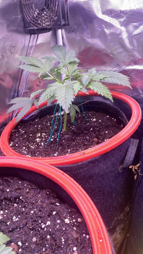 Mazar Kush - World Of Seeds. Week 2 - 22/2/2026