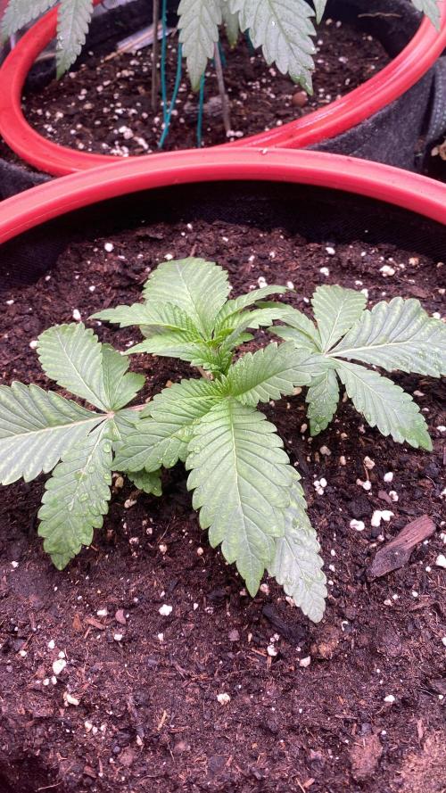 Zamnesia - Hindu Kush - Landrace - Fem. Week 1 - 25/2/2026
