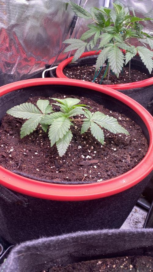 Zamnesia - Hindu Kush - Landrace - Fem. Week 1 - 25/2/2026