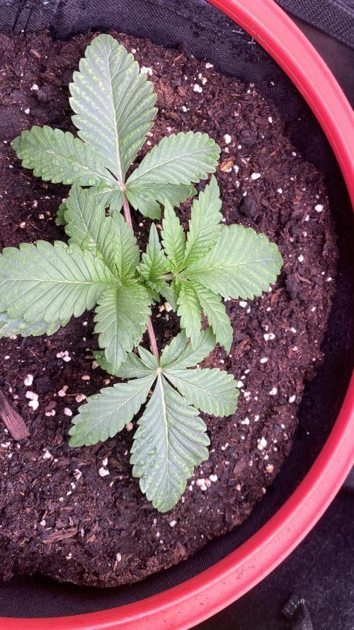 Zamnesia - Hindu Kush - Landrace - Fem. Week 1 - 25/2/2026