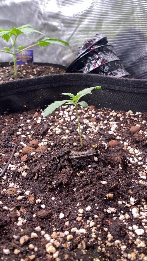 Papaya Frosting - Barneys Farm. Week 1 - 25/2/2026