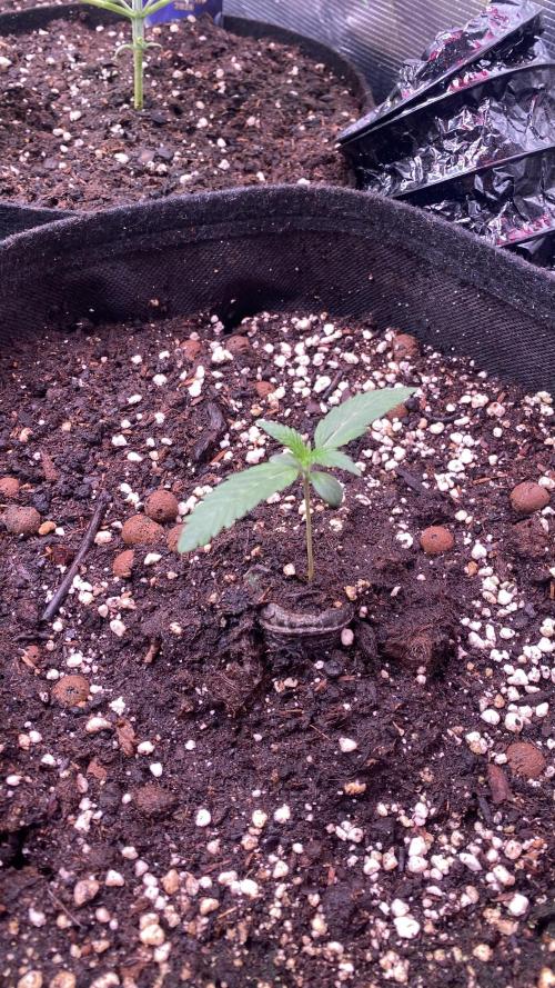 Papaya Frosting - Barneys Farm. Week 1 - 25/2/2026