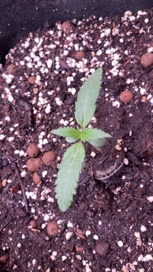 Papaya Frosting - Barneys Farm. Week 1 - 25/2/2026