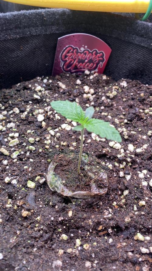 Sticky Wasabi Triploid  Growers Choice. Week 1 - 25/2/2026