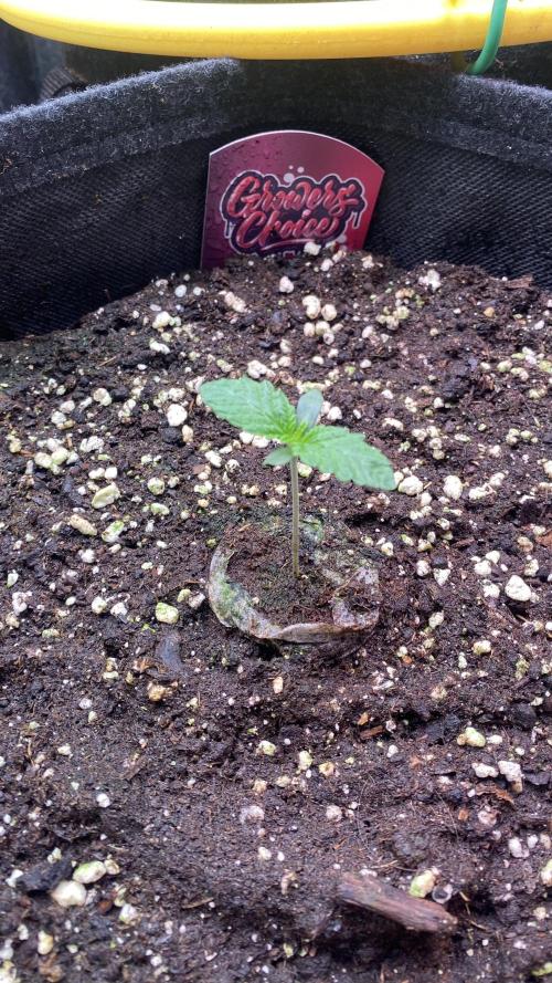 Sticky Wasabi Triploid  Growers Choice. Week 1 - 25/2/2026