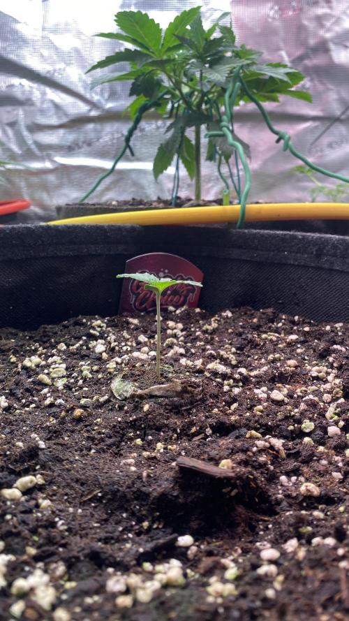 Sticky Wasabi Triploid  Growers Choice. Week 1 - 25/2/2026