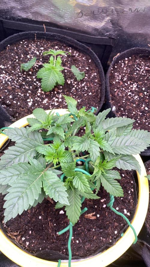 Grandpa Zombie Genetics Fem - Izi Farms. Week 3 - 25/2/2026