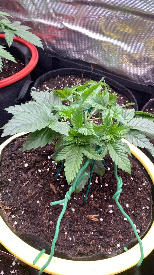 Grandpa Zombie Genetics Fem - Izi Farms. Week 3 - 25/2/2026