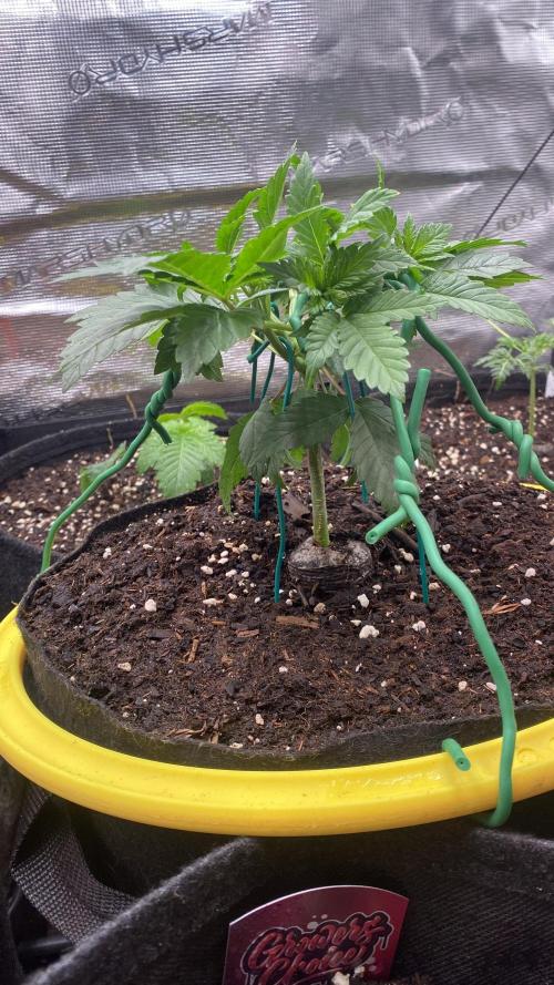 Grandpa Zombie Genetics Fem - Izi Farms. Week 3 - 25/2/2026