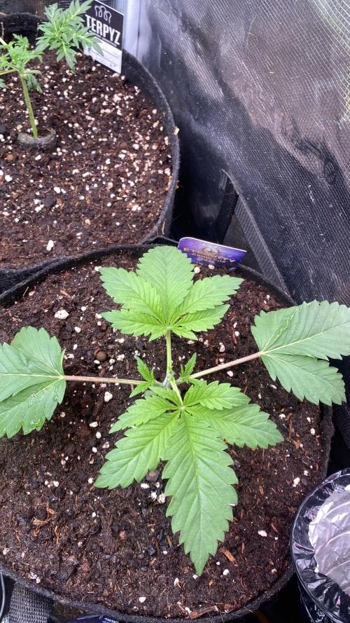 Eternity Growcup 2026 - Sticky Broccoli. Week 3 - 25/2/2026