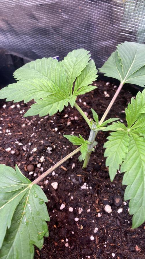 Eternity Growcup 2026 - Sticky Broccoli. Week 3 - 25/2/2026