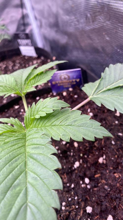Eternity Growcup 2026 - Sticky Broccoli. Week 3 - 25/2/2026