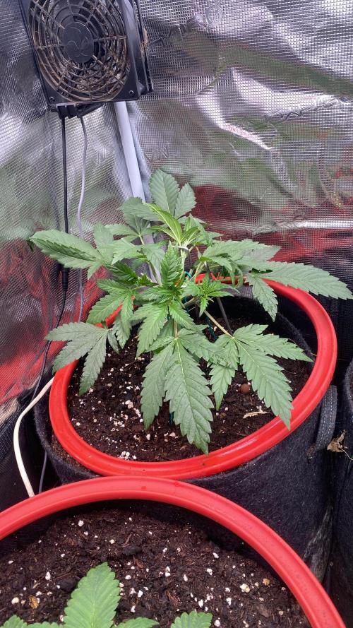 Mazar Kush - World Of Seeds. Week 3 - 25/2/2026