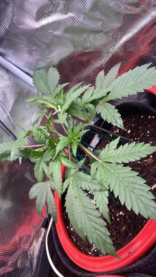Mazar Kush - World Of Seeds. Week 3 - 25/2/2026