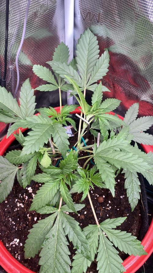 Mazar Kush - World Of Seeds. Week 3 - 25/2/2026