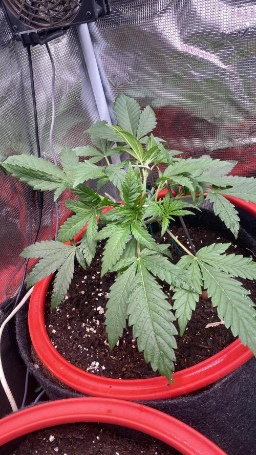 Mazar Kush - World Of Seeds. Week 3 - 25/2/2026