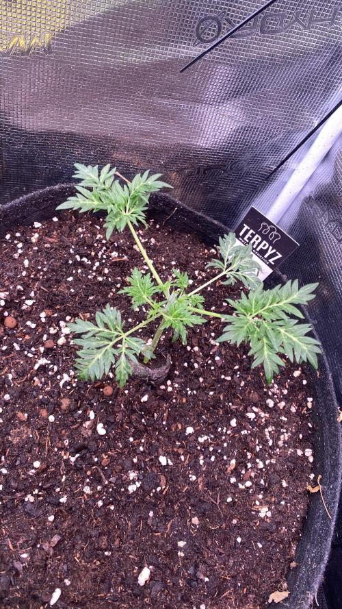Mentha De Croco - TerpyZ. Mutant. Week 3 - 25/2/2026