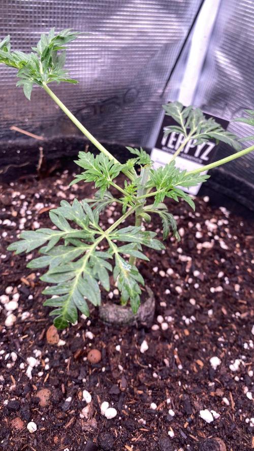 Mentha De Croco - TerpyZ. Mutant. Week 3 - 25/2/2026
