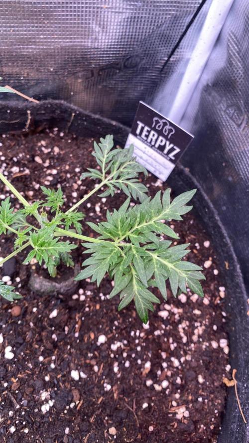 Mentha De Croco - TerpyZ. Mutant. Week 3 - 25/2/2026