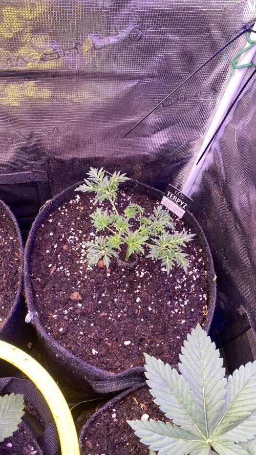 Mentha De Croco - TerpyZ. Mutant. Week 3 - 1/3/2026