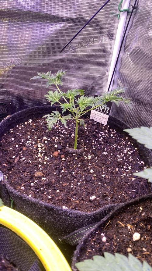 Mentha De Croco - TerpyZ. Mutant. Week 3 - 1/3/2026