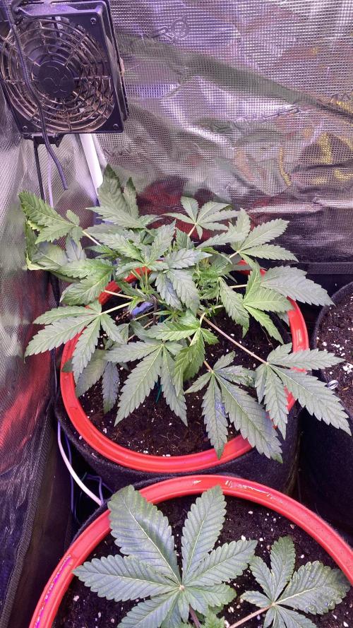 Mazar Kush - World Of Seeds. Week 3 - 1/3/2026