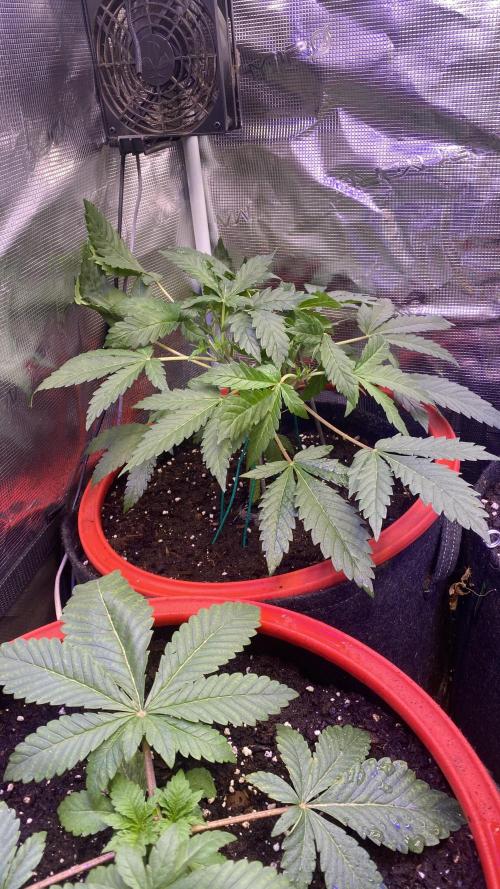 Mazar Kush - World Of Seeds. Week 3 - 1/3/2026