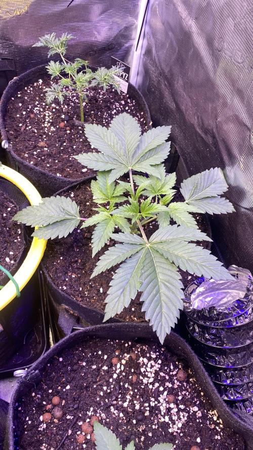 Eternity Growcup 2026 - Sticky Broccoli. Week 3 - 1/3/2026