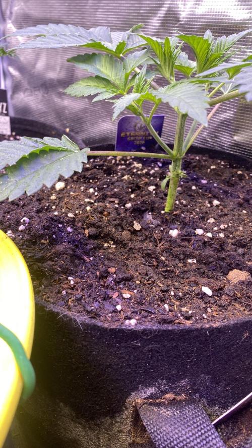 Eternity Growcup 2026 - Sticky Broccoli. Week 3 - 1/3/2026