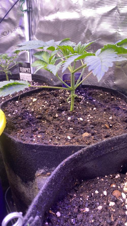 Eternity Growcup 2026 - Sticky Broccoli. Week 3 - 1/3/2026