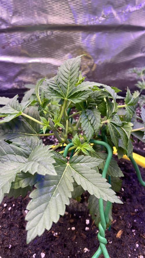 Grandpa Zombie Genetics Fem - Izi Farms. Week 3 - 1/3/2026