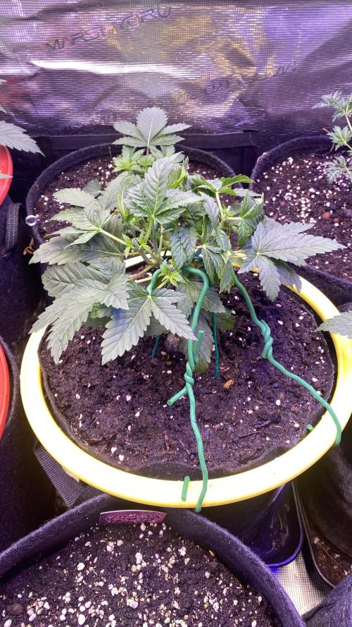 Grandpa Zombie Genetics Fem - Izi Farms. Week 3 - 1/3/2026