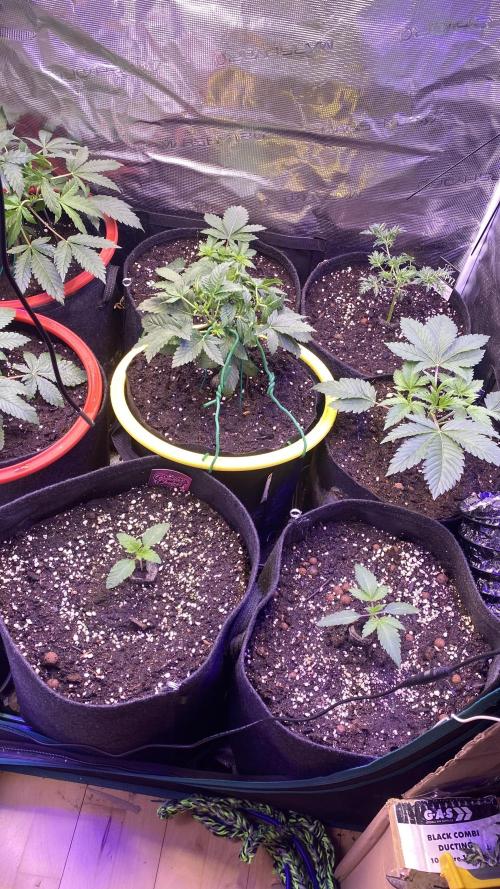 Grandpa Zombie Genetics Fem - Izi Farms. Week 3 - 1/3/2026