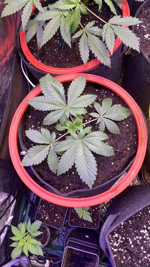 Zamnesia - Hindu Kush - Landrace - Fem. Week 2 - 1/3/3026