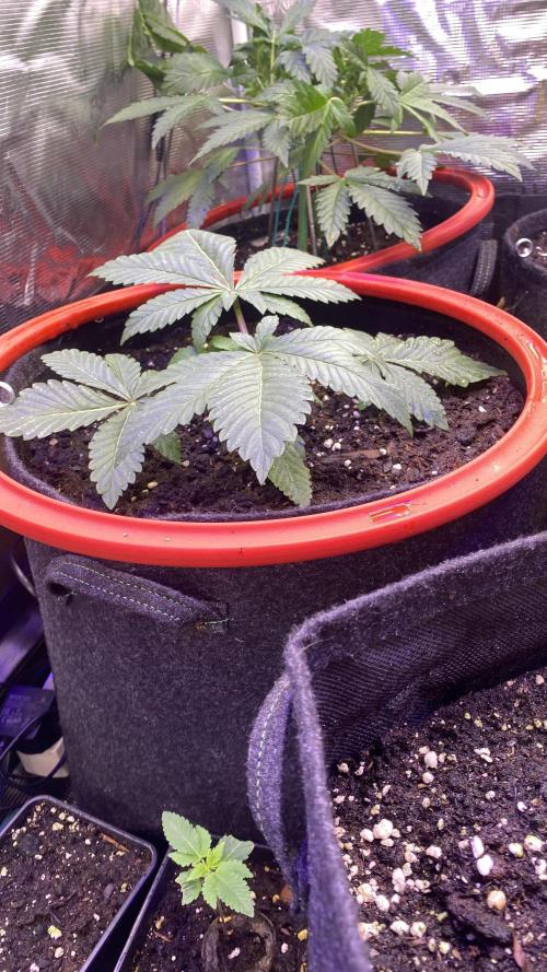 Zamnesia - Hindu Kush - Landrace - Fem. Week 2 - 1/3/2026