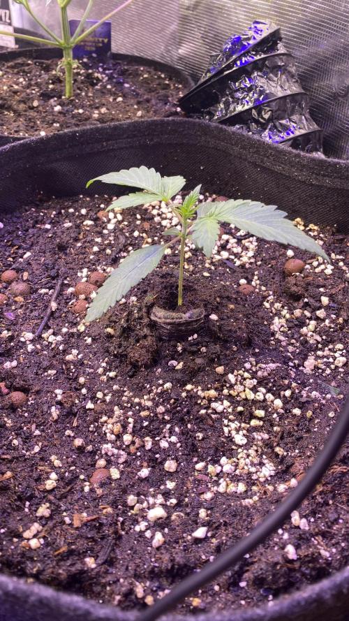 Papaya Frosting - Barneys Farm. Week 2 - 1/3/2026