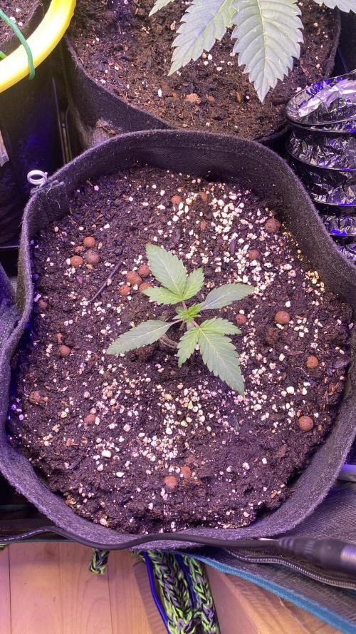 Papaya Frosting - Barneys Farm. Week 2 - 1/3/2026