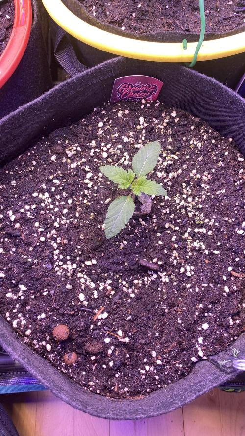 Sticky Wasabi Triploid  Growers Choice. Week 2 - 1/3/2026