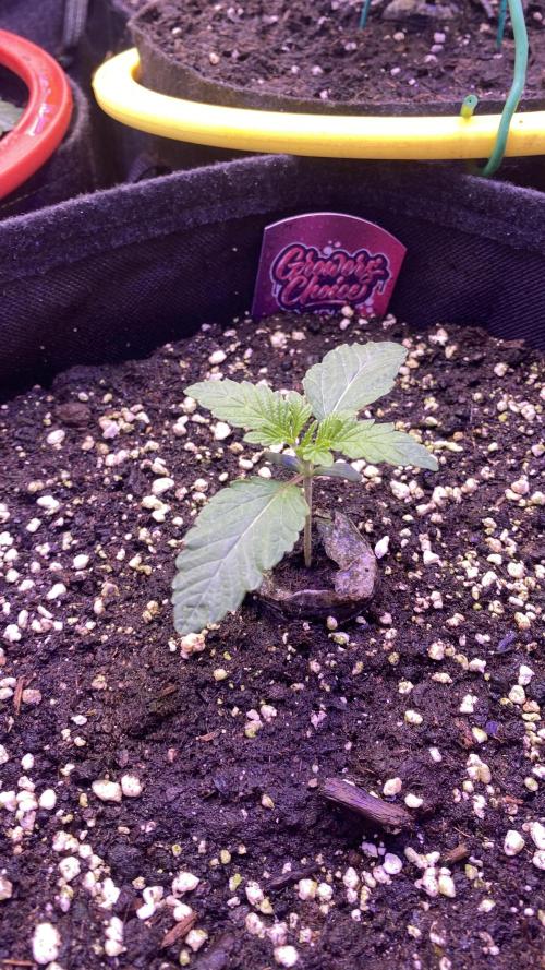 Sticky Wasabi Triploid  Growers Choice. Week 2 - 1/3/2026
