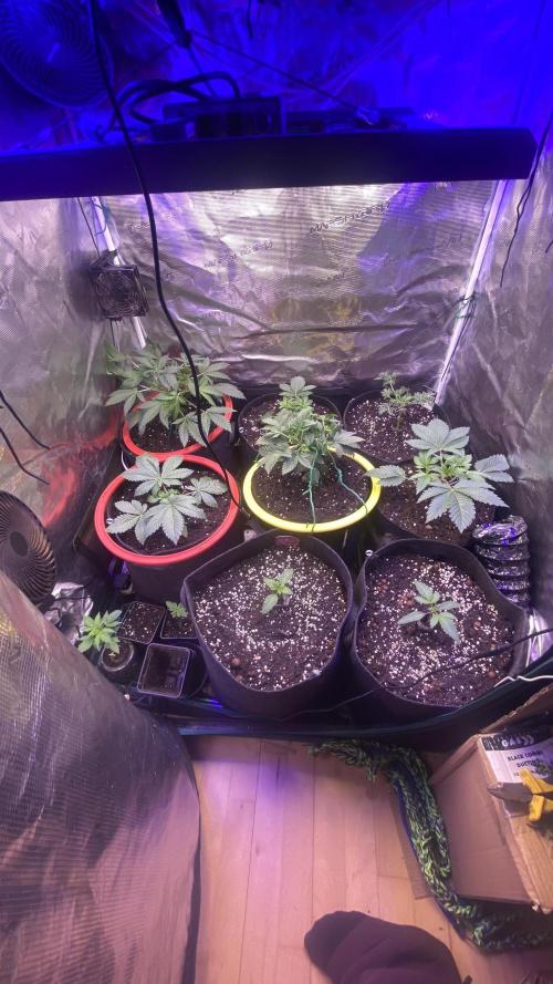 Sticky Wasabi Triploid  Growers Choice. Week 2 - 1/3/2026