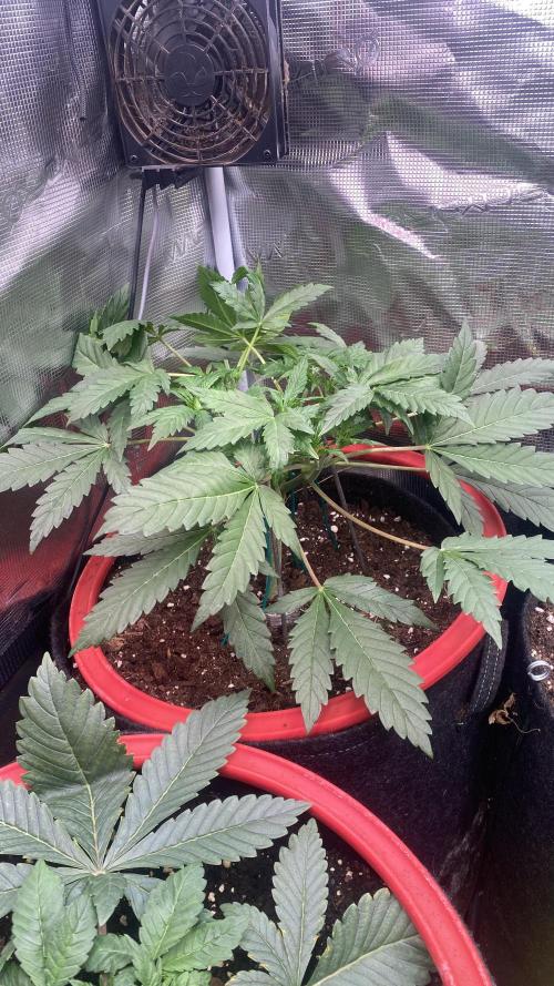 Mazar Kush - World Of Seeds. Week 4 - 4/3/2026