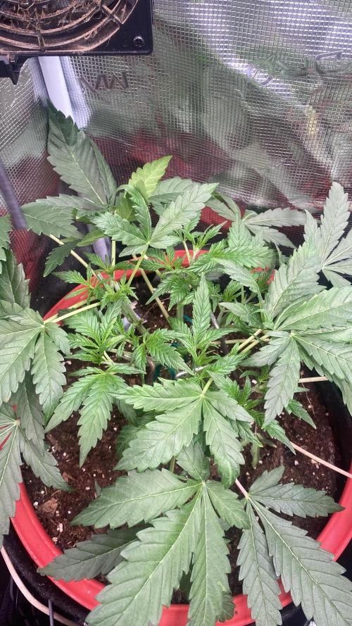 Mazar Kush - World Of Seeds. Week 4 - 4/3/2026