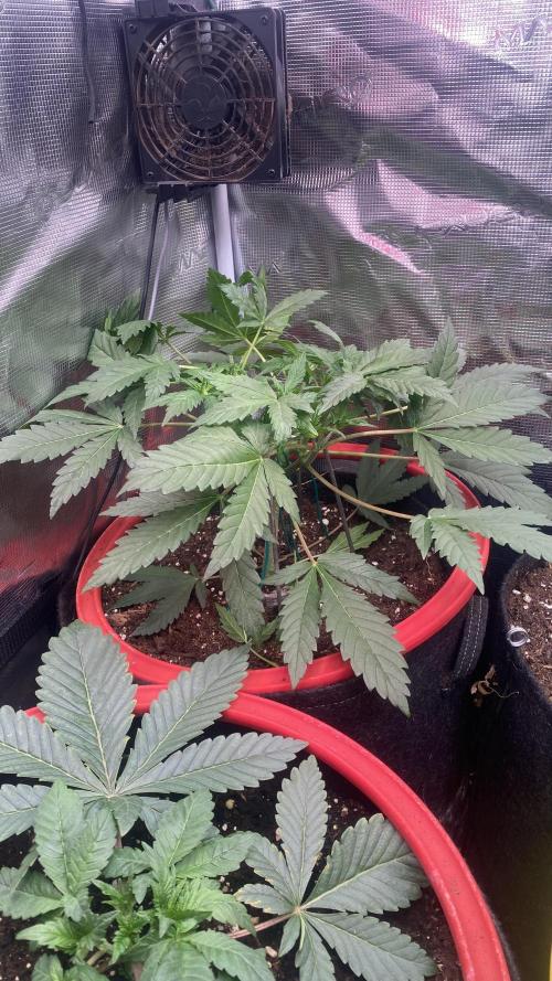 Mazar Kush - World Of Seeds. Week 4 - 4/3/2026