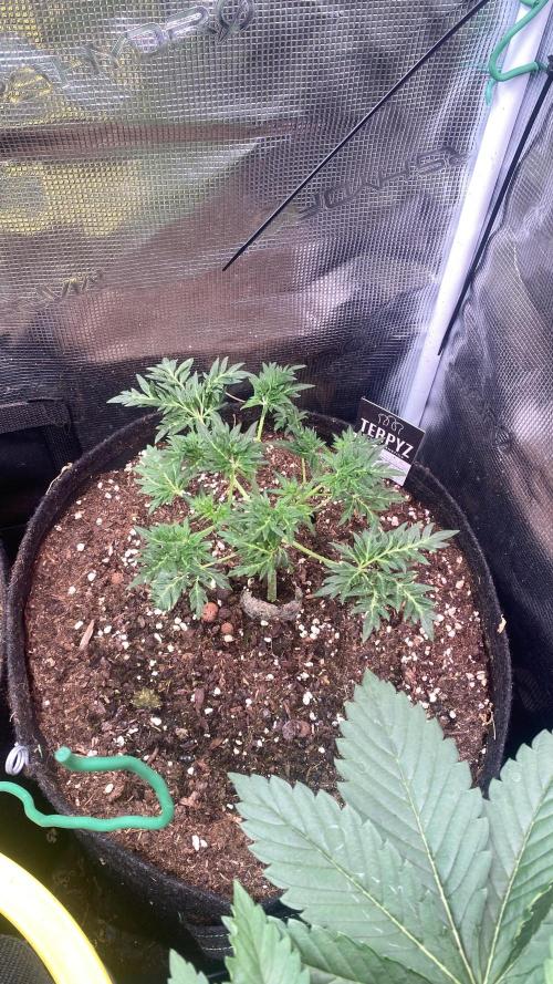 Mentha De Croco - TerpyZ. Mutant. Week 4 - 4/3/2026