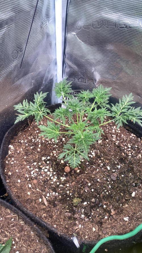 Mentha De Croco - TerpyZ. Mutant. Week 4 - 4/3/2026
