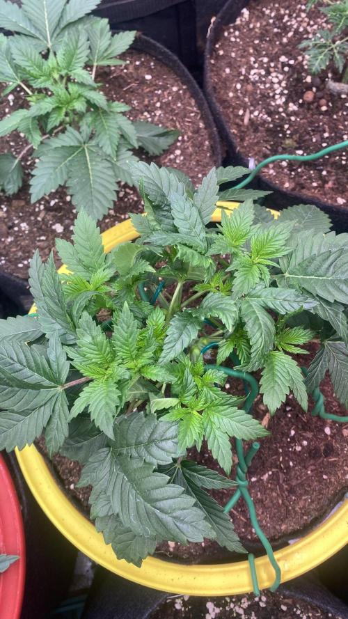 Grandpa Zombie Genetics Fem - Izi Farms. Week 4 - 4/3/2026