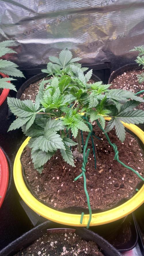 Grandpa Zombie Genetics Fem - Izi Farms. Week 4 - 4/3/2026
