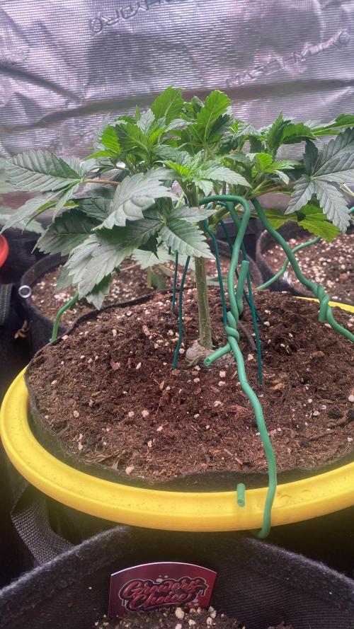 Grandpa Zombie Genetics Fem - Izi Farms. Week 4 - 4/3/2026
