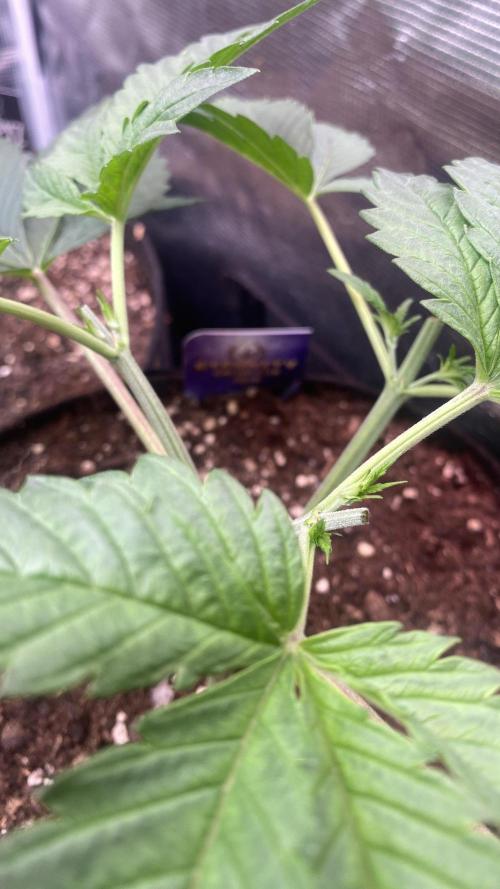 Eternity Growcup 2026 - Sticky Broccoli. Week 4 - 4/3/2026