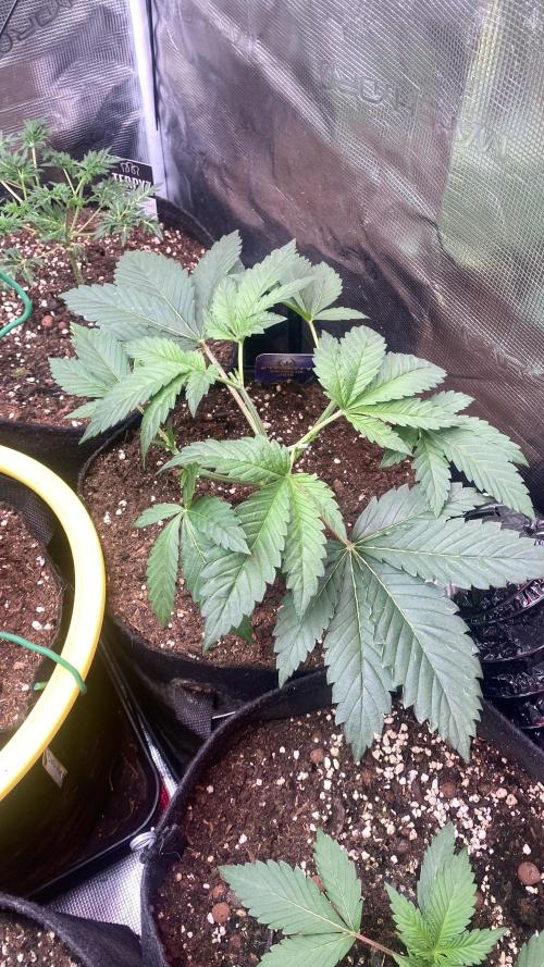 Eternity Growcup 2026 - Sticky Broccoli. Week 4 - 4/3/2026